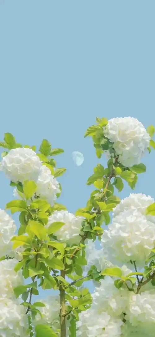 夏日小清新唯美治愈风景图,夏季清新唯美图片(夏日清新壁纸)