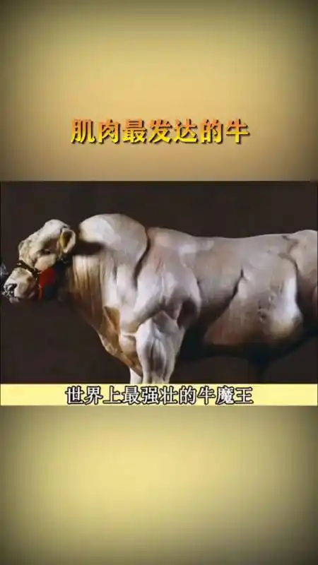 牛王擎天柱#这才是真正的牛魔王,真的太可怕了