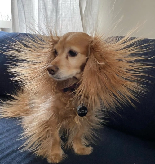 有静电!狗狗起床后全身炸毛,跟金毛狮王一样,主人忍不住笑喷