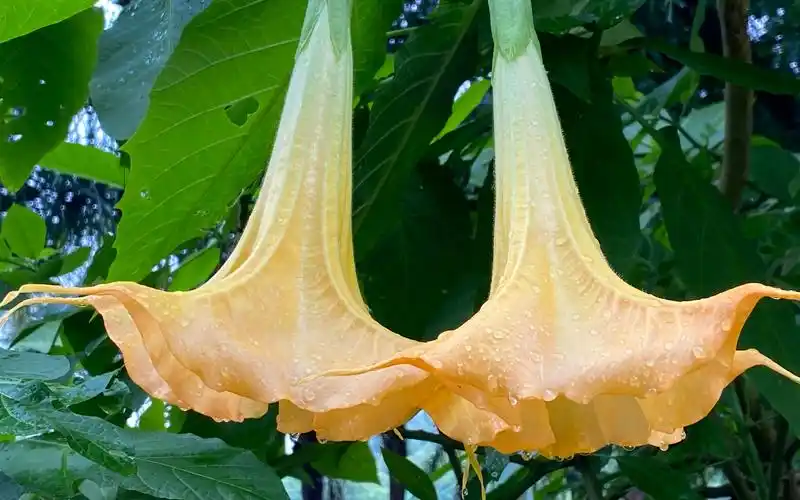 天使的号角,黄花曼陀罗,花香雀儿山东雀湖云波亭