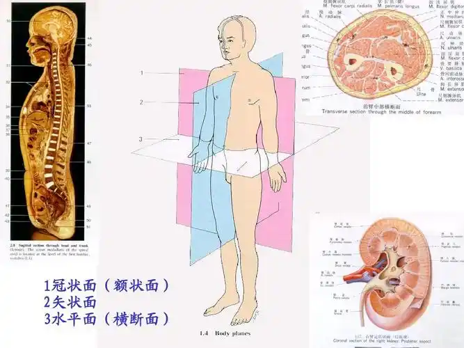 中国医科大学系统解剖学课件,保真,放心下载 1冠状面(额状面) 2矢状面