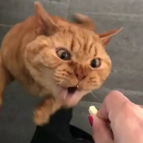 橘猫吃零食时候的表情超狂野,主人全程拍下笑翻许多网友!