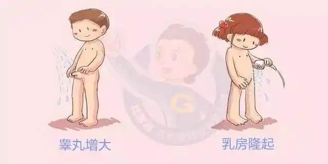 男孩性发育 男性生殖器包括:睾丸,附睾,阴茎.