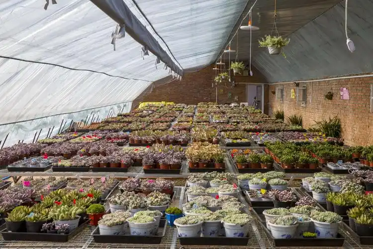 珲春图鲁多肉植物养殖基地纪实