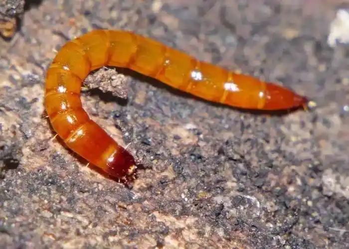 昆虫研学庄稼地里的10种地下害虫个个厉害农民如何防治