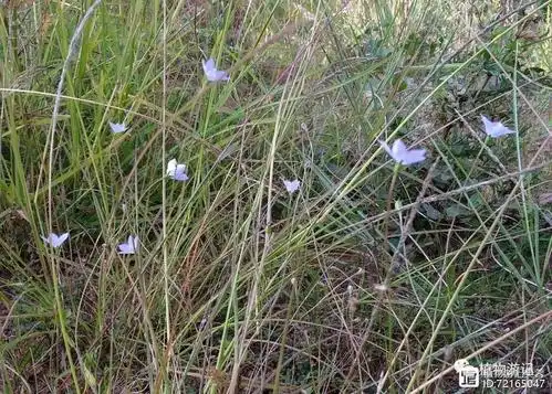 蓝花参及其用法