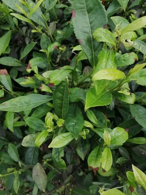 小绿叶蝉成灾现象