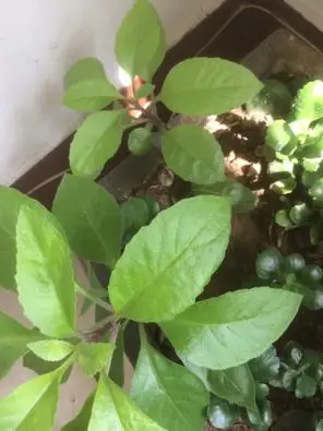 展开全部 金鸡毛草,俗称神奇救命草,我种的也有