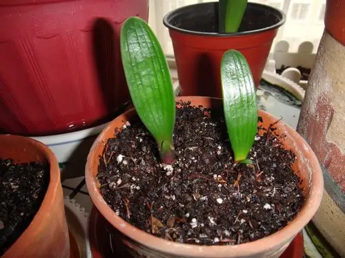 交换或出售君子兰小苗或种子