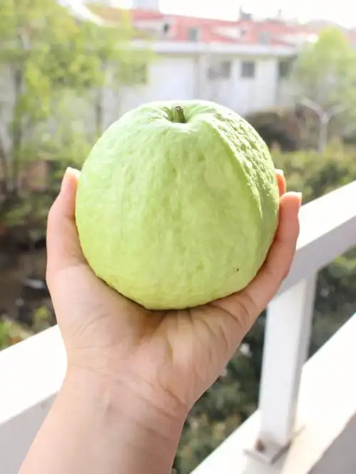 我宣布是目前最爱的品种啦这家芭乐真的个头超大震惊我,一次一个超级