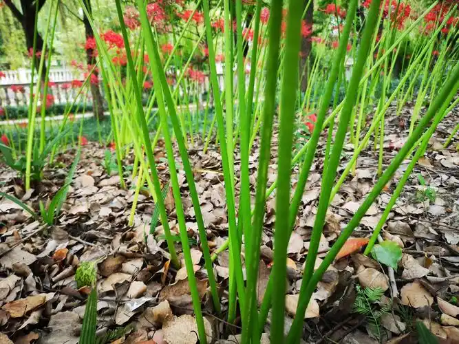彼岸花——花妖曼殊篇