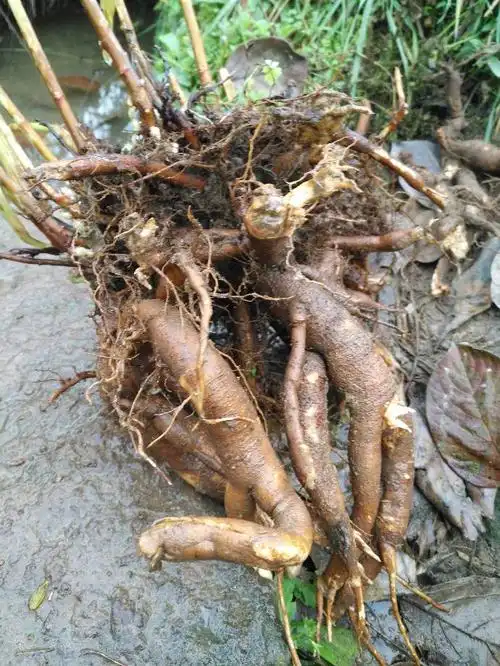就是这个,我们这里叫麻根,学名好像叫紫苏,家里认