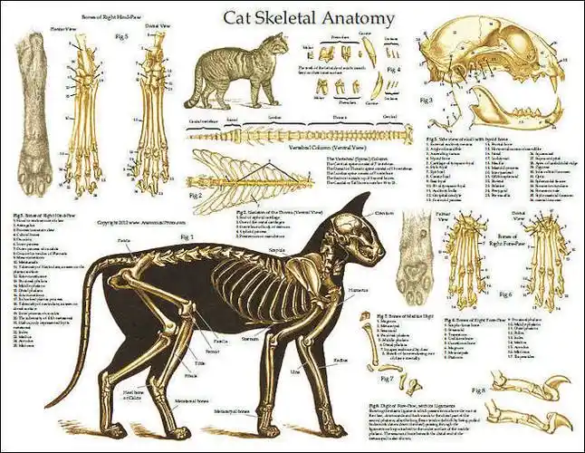 猫骨骼