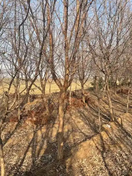 哪里有牛筋树牛筋树价格山西运城牛筋树种植基地