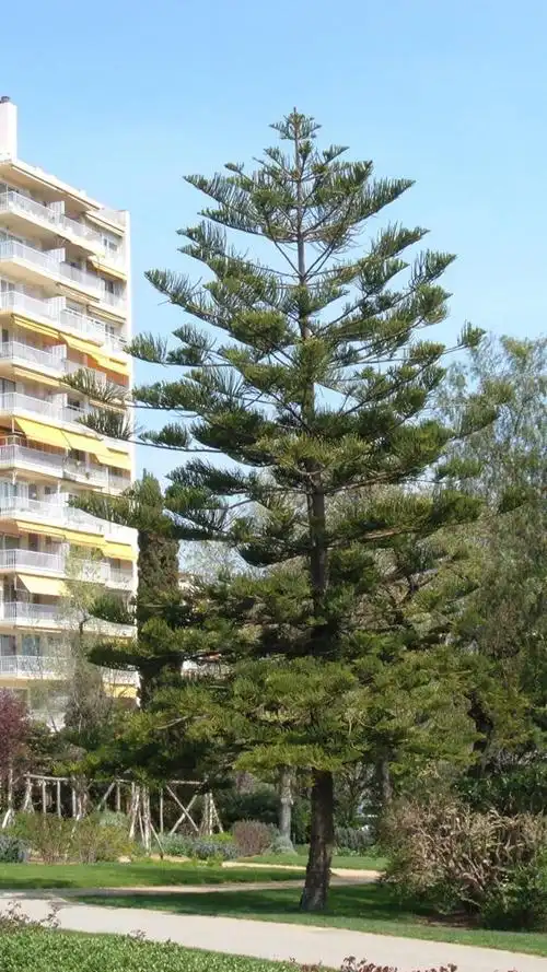 异叶南洋杉 araucaria heterophylla