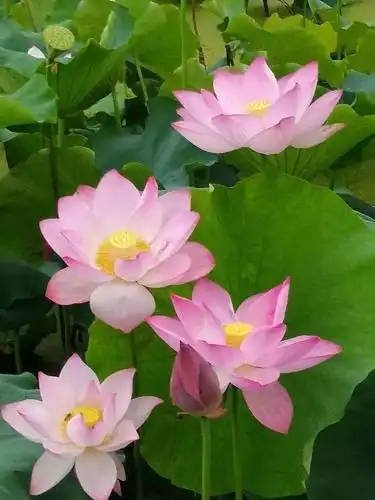 中国人最爱的26种花,富贵吉祥,自带好运,你家养了几种?