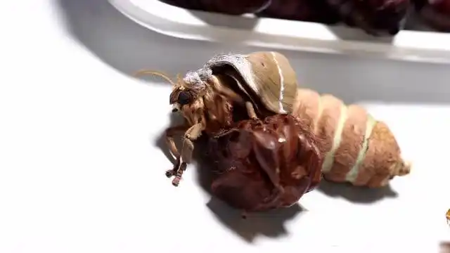 重口味 慎入 蚕蛹 孵出了蛾子