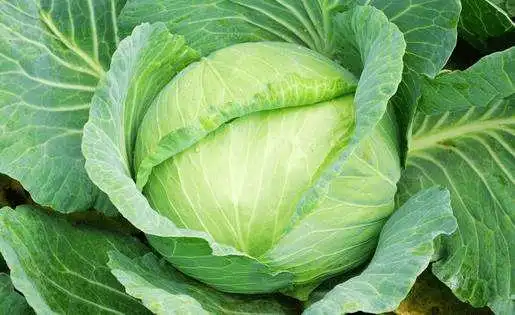 如何保存莲花菜