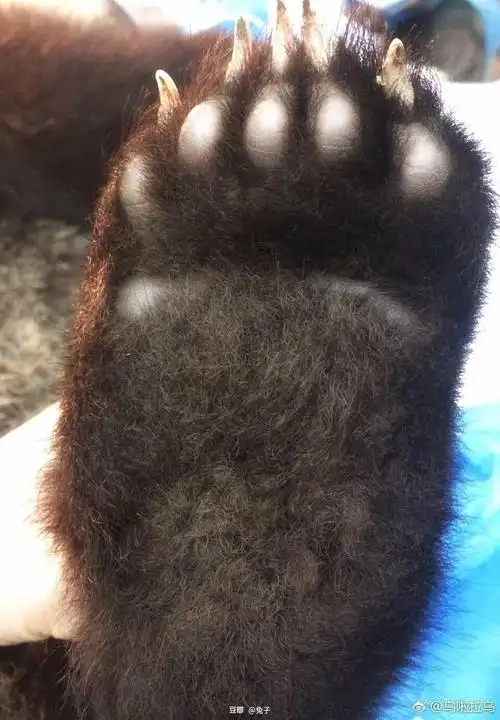 兔子的相册-熊猫爪子特辑?