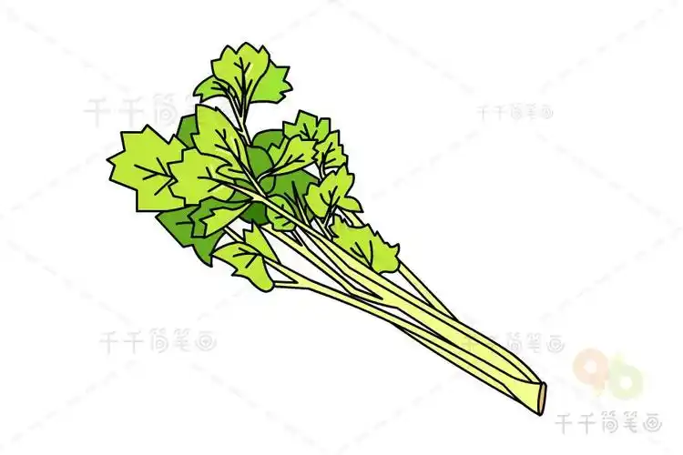 芹菜炒肉片简笔画