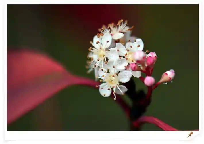蒙胧的红叶石楠花