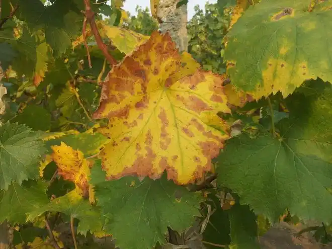 自家种植的葡萄树叶片慢慢变黄而且有枯死的迹象怎么根治呢