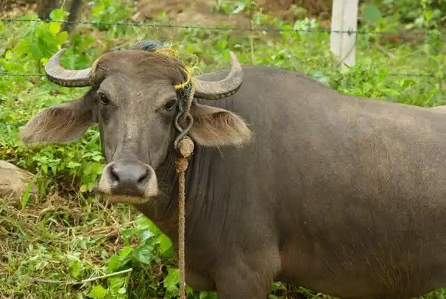 水牛好养吗,养水牛赚钱吗?
