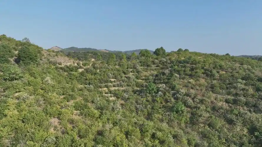 67衡阳县:油茶果飘香 农户采收忙_湖南民生网