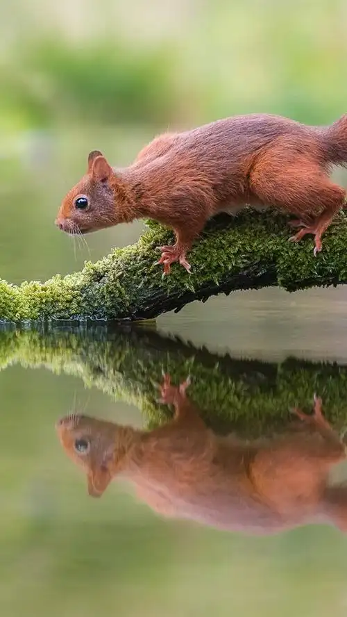 松鼠,树枝,苔藓,水中的倒影
