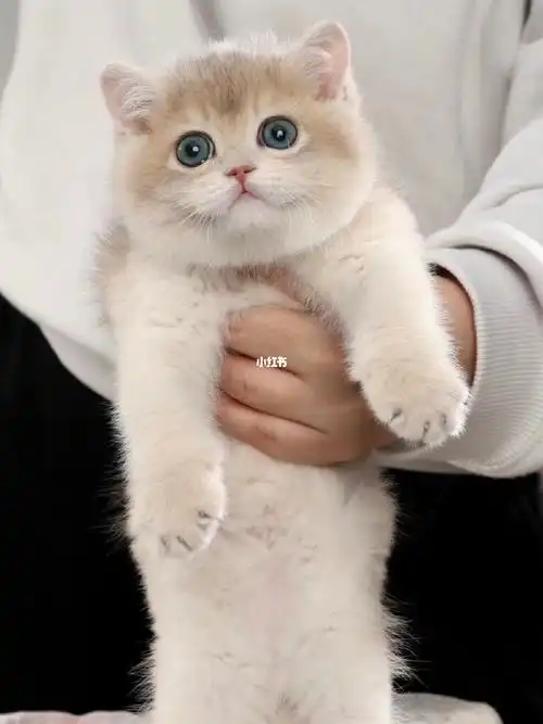 新手养猫蓝金渐层入门级随边怎么养都易上手