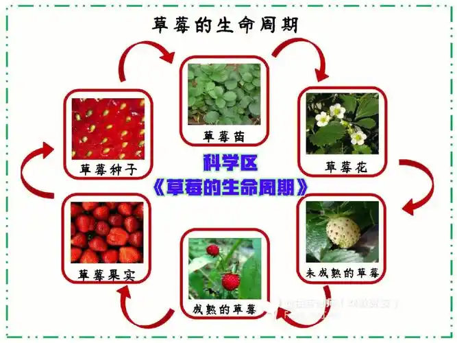 幼儿园 #自制玩教具 #幼儿园种植区草莓生长过程大体可分为五个阶段