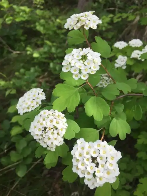 植物分享|绣线菊