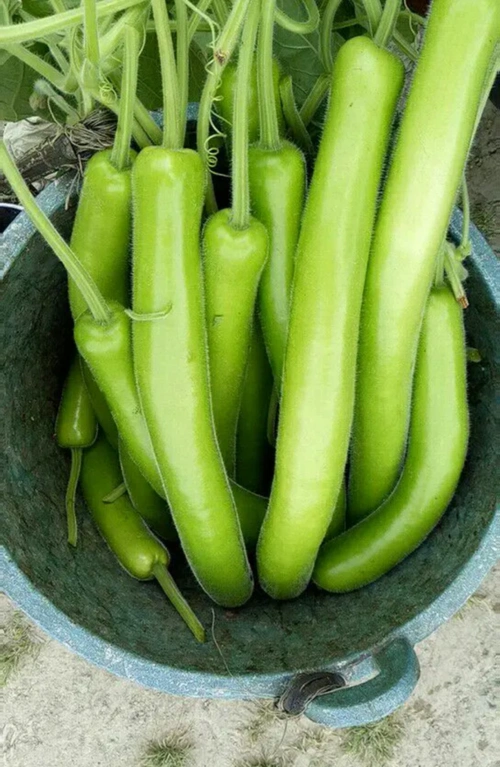 这个品种条条40厘米,亩产3010公斤以上!_腾讯新闻