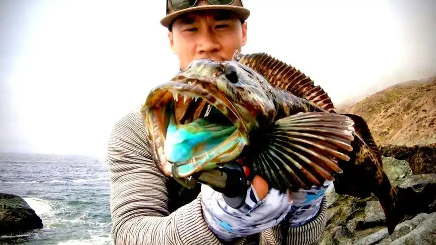 美国渔人钓到巨型蛇鳕,连肉也是蓝色的?全世界最诡异的鱼!