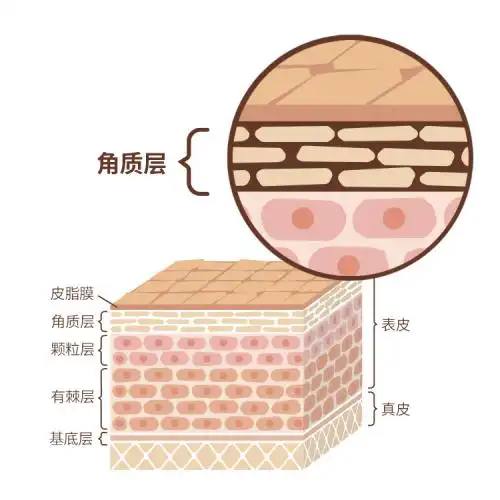 护肤界"基底膜疗法"优势何在?皮肤科专家重新定义