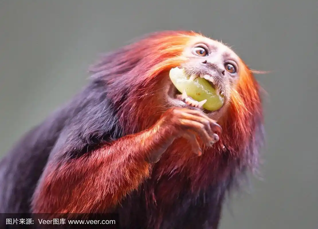 金狮绢毛猴/金绒猴-红色的猴子,吃