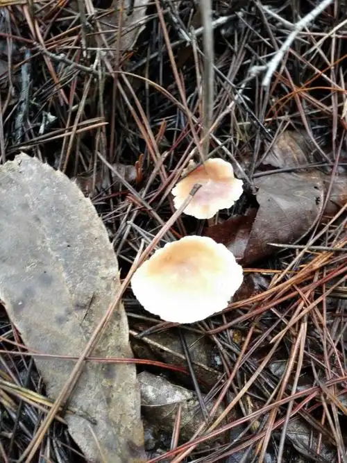厚厚的松针上各种菌类争奇斗艳,它们是这片山林中的精灵.