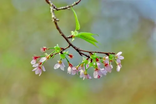 【首发】山樱花