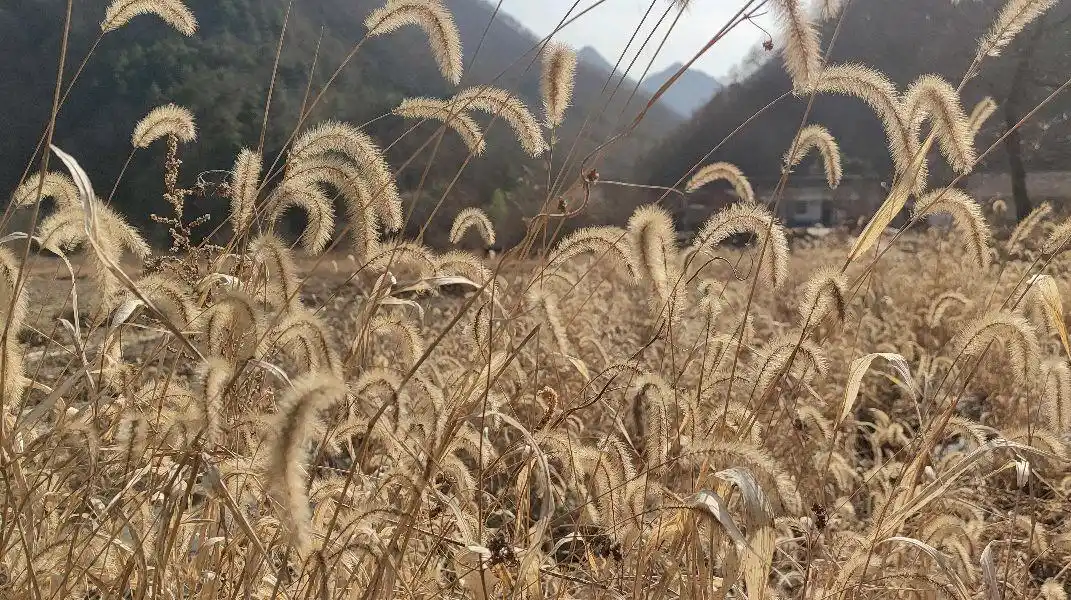 冬天的狗尾巴草