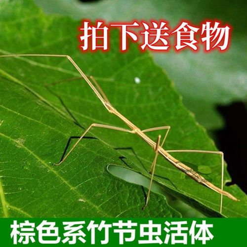 竹节虫澳洲幽灵绿椒巨棘竹节虫卵爬宠活体宠物昆虫叶子虫儿童礼物