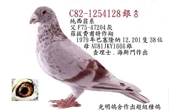 西翁鸽系   搜索词条 进入词条   西翁鸽 (4/9)     返回词条     此