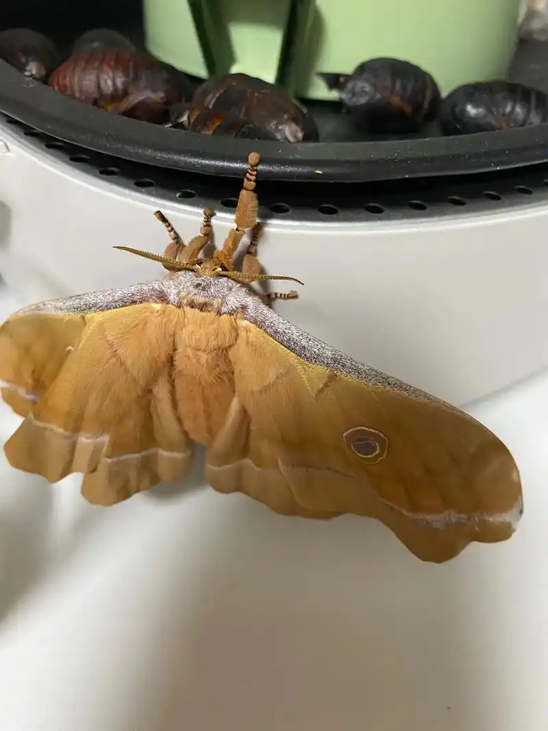 吓死我了,回家之后发现蚕蛹居然变成了蛾子 - 抖音