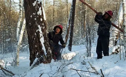 《东北老林伐木趣事》