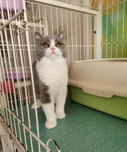 英短蓝白  #蓝白  #我家宠物好可爱  #英短蓝白猫  #猫咪领养  #南京