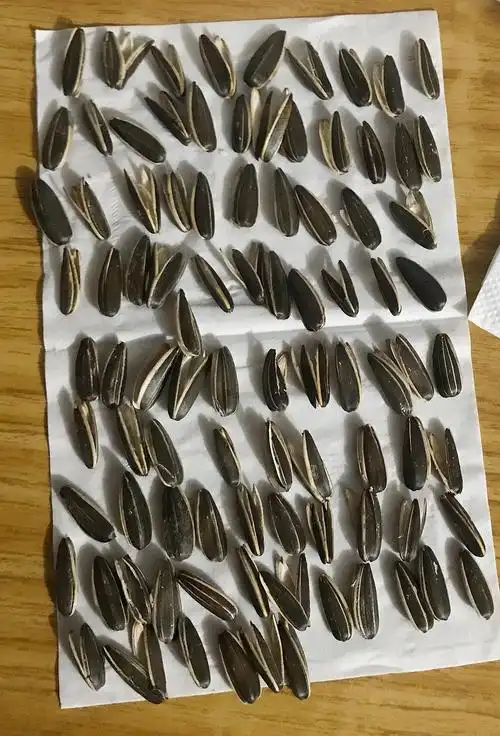 嗑瓜子不让瓜子壳散掉