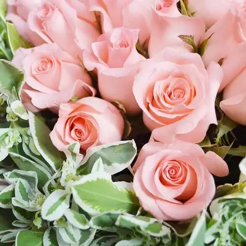 玛利亚鲜玫瑰花情人节玫瑰粉玫瑰鲜切花粉佳人