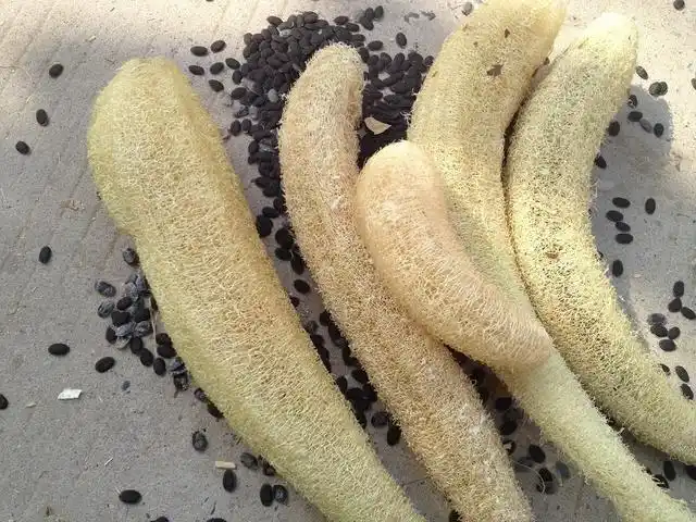 农村老丝瓜的妙用,90后的年轻人估计都不知道