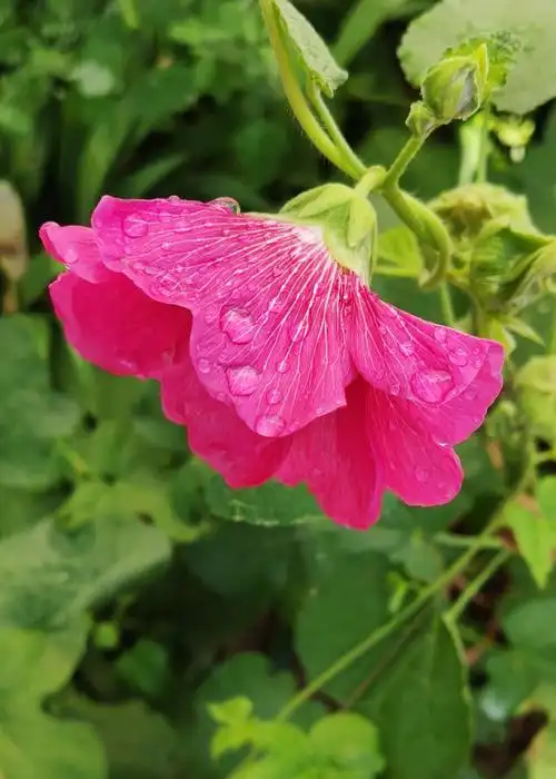 雨后的花朵更加楚楚动人