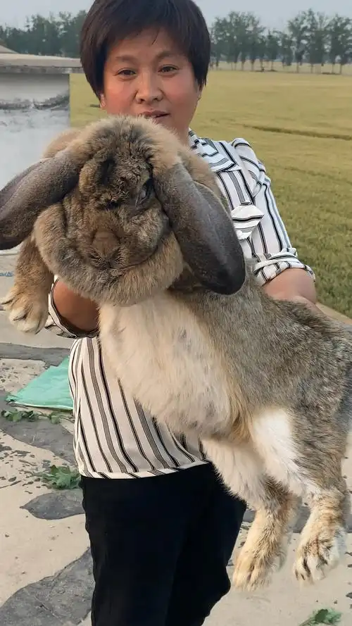 公羊兔体型大好饲养