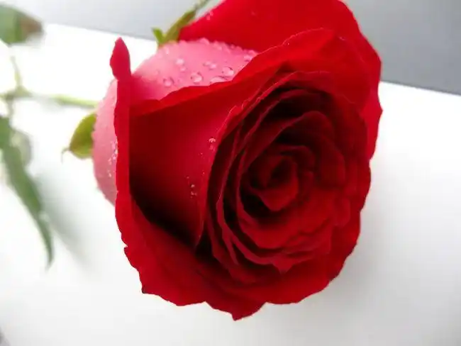 一朵玫瑰花让乞丐变成老板